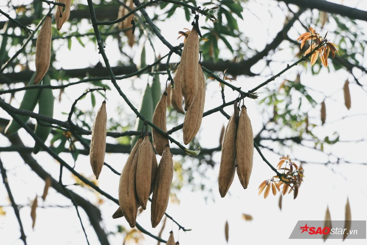 Cây gòn mùa trái rụng và nguồn gốc tên gọi của một vùng đất mang tên Sài Gòn Ảnh 3