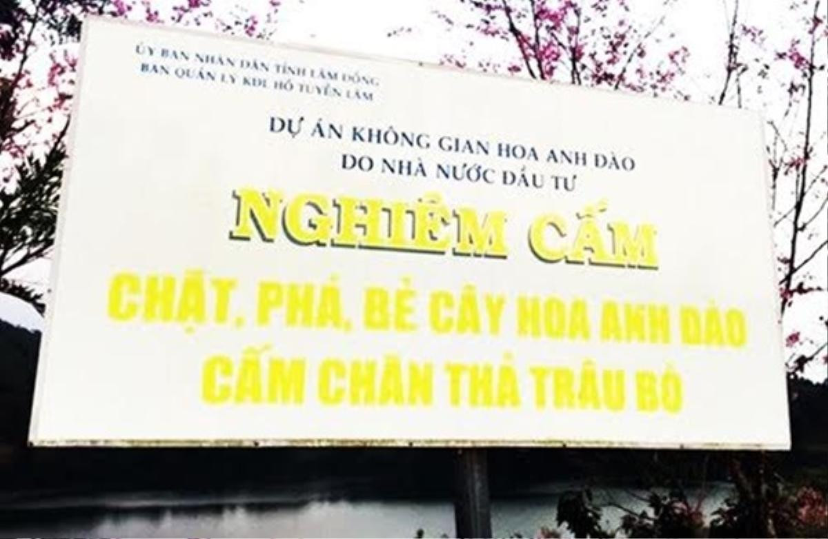 Chuyện phá hoại đào Đà Lạt: Khi bà Phó giám đốc sở tuổi 'con cua' Ảnh 2