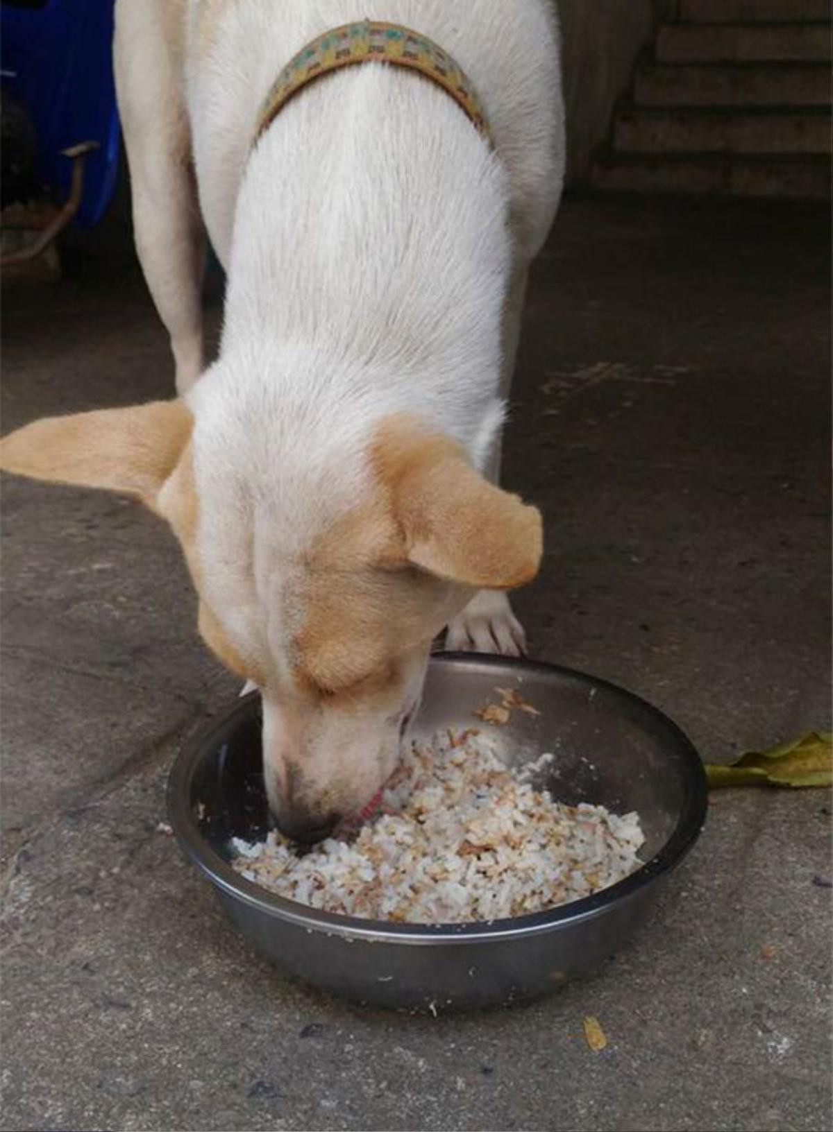 Cho chó ăn mỗi ngày, người phụ nữ Thái Lan không ngờ chuyện này lại xảy ra Ảnh 2