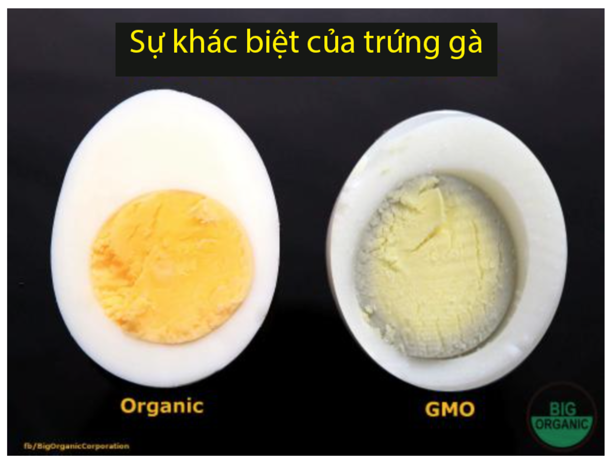 Nhận biết sự khác nhau giữa thực phẩm hữu cơ và thực phẩm biến đổi gen Ảnh 6