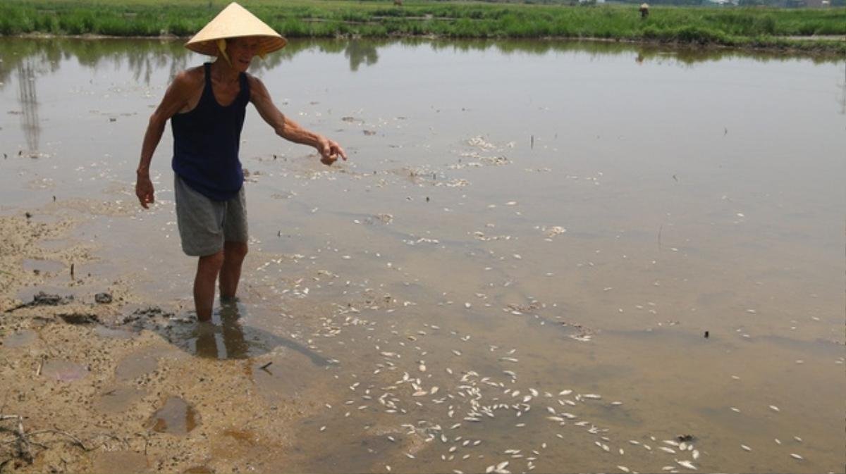 2 tấn cá nằm phơi bụng trên cánh đồng tại Đà Nẵng Ảnh 6