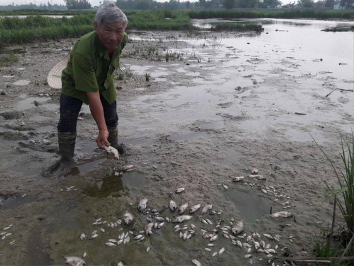 2 tấn cá nằm phơi bụng trên cánh đồng tại Đà Nẵng Ảnh 8