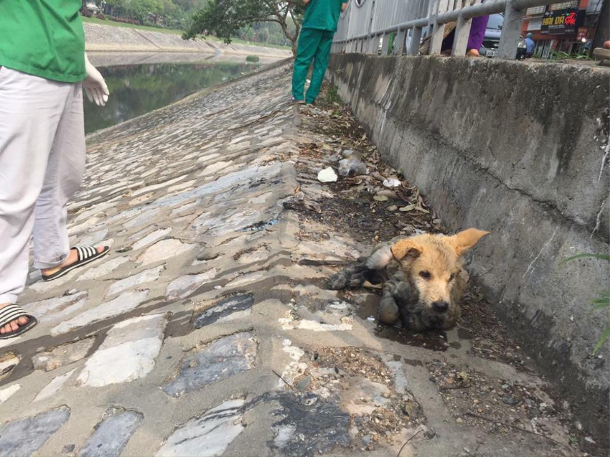 Mắc bạo bệnh, chú chó bị chủ vứt xuống sông Tô Lịch Ảnh 2