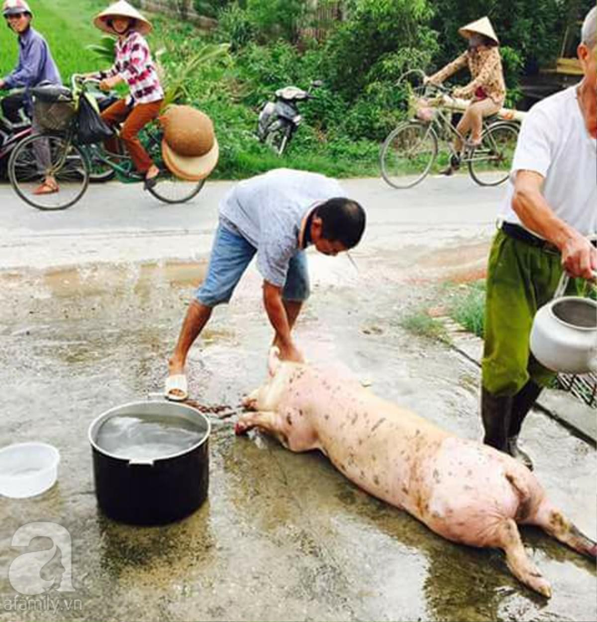 Người dân khắp nơi 'khoe' ảnh giải cứu lợn giúp người nông dân Ảnh 3