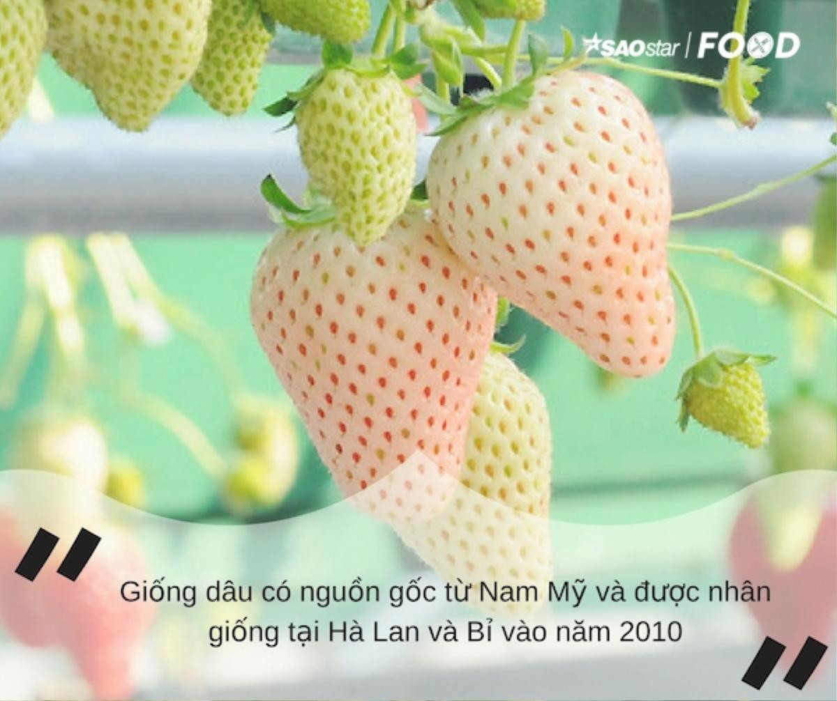 Hãy quên những quả dứa độc một màu vàng nhàm chán đi, Pink Pineapple đã xuất hiện rồi đây! Ảnh 5