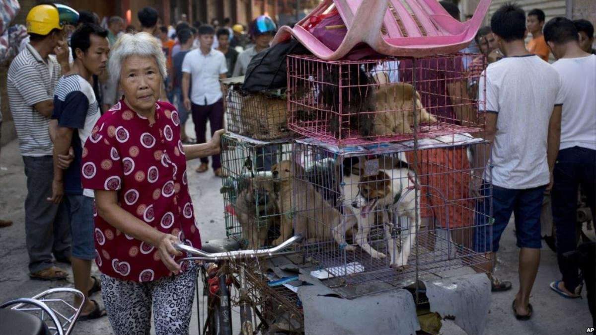 Những hình ảnh đau lòng ở lễ hội thịt chó tàn bạo nhất thế giới Ảnh 9