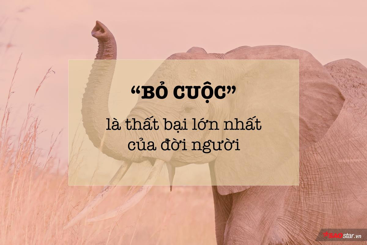 Chuyện chú voi lớn lên trong rạp xiếc và những 'rào cản vô hình' ngăn con người đến thành công Ảnh 2