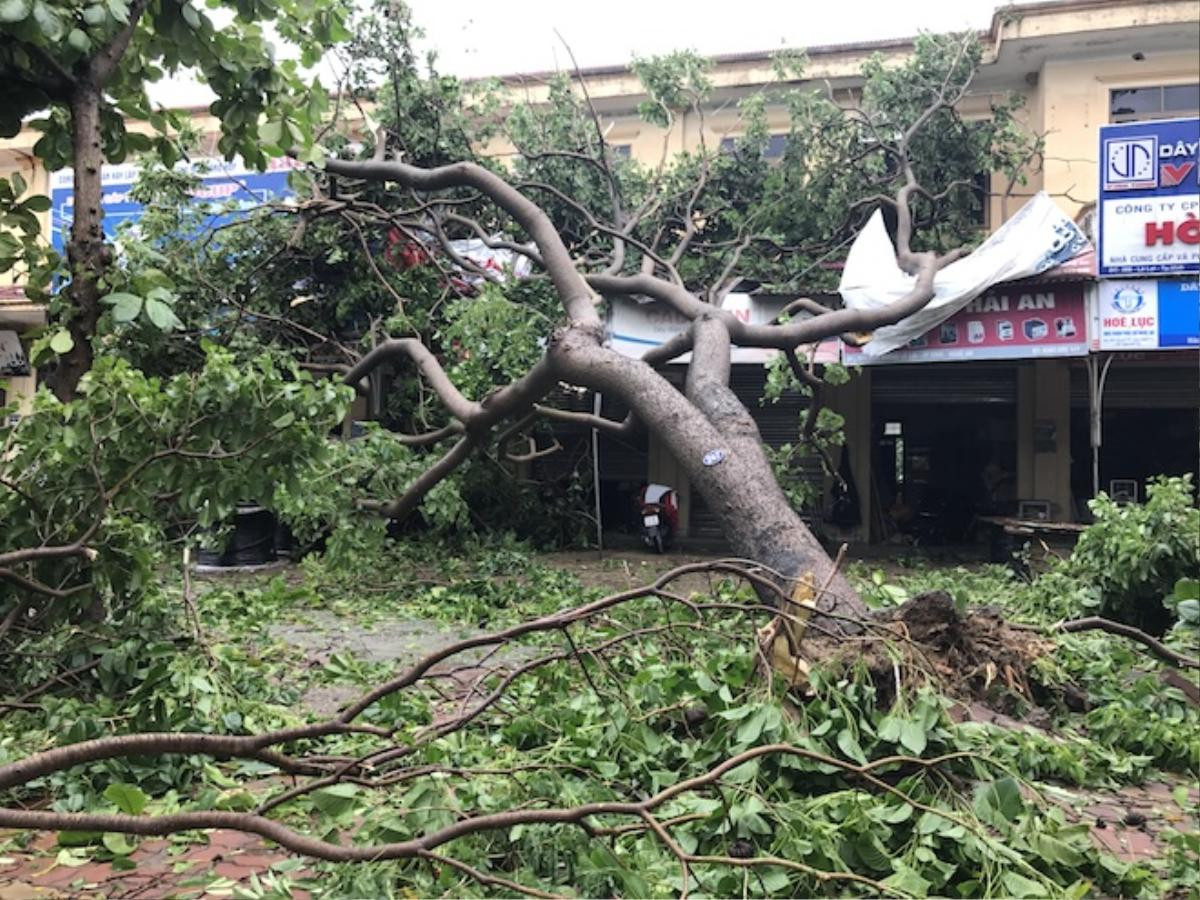 Nghệ An: Tan hoang sau bão, cây xanh bật gốc đè ô tô, người dân chặt cây tìm đường vào nhà Ảnh 5