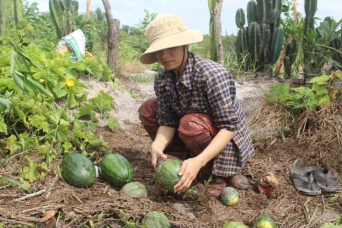 Quảng Trị: Hàng trăm hộ xót xa phải vứt dưa hấu chín mọng cho gà ăn Ảnh 2