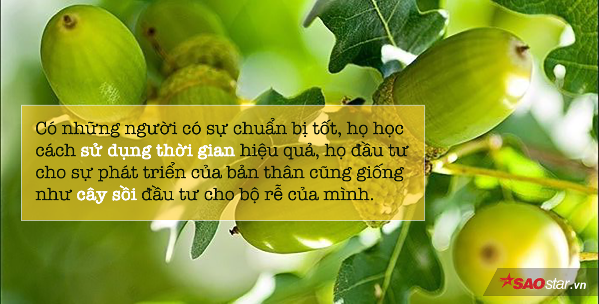 Câu chuyện cây sồi và bài học sử dụng thời gian hiệu quả để phát triển bản thân Ảnh 4