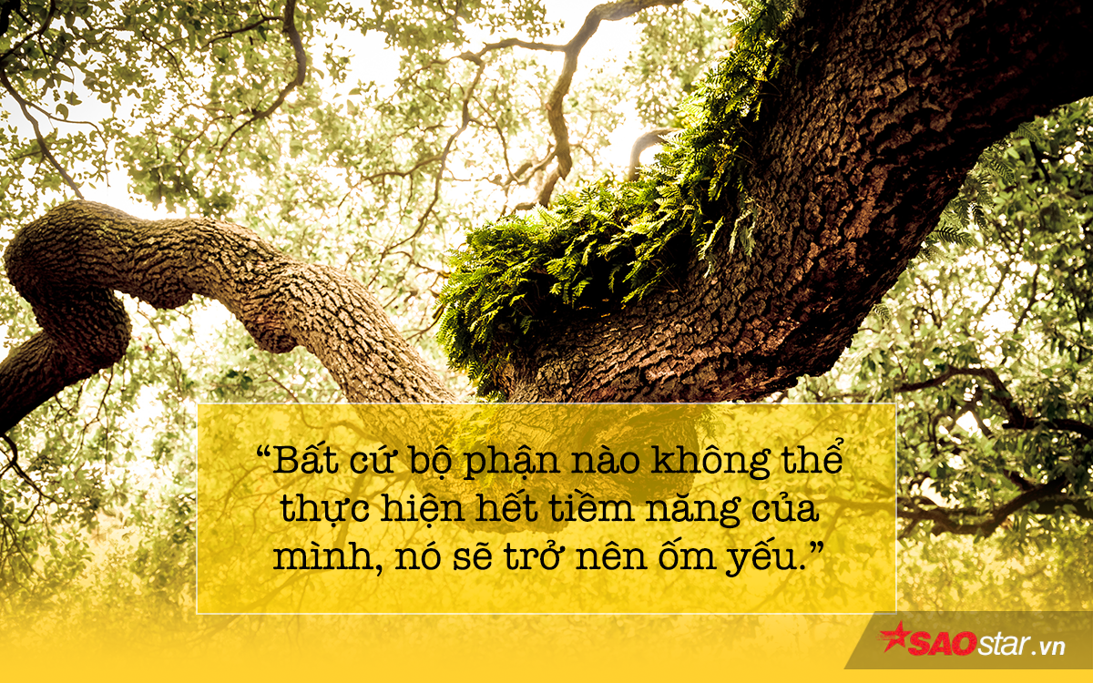 Câu chuyện cây sồi và bài học sử dụng thời gian hiệu quả để phát triển bản thân Ảnh 3