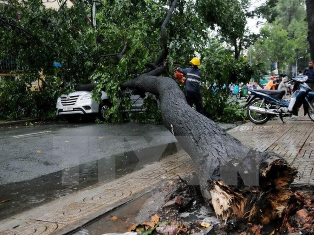 Đắk Nông: Mưa lớn kéo đổ cây thông khô đè hai mẹ con tử vong tại chỗ Ảnh 1