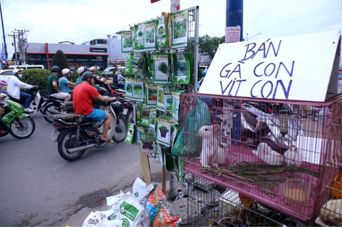 Hàng chục gian hàng gần sân bay Tân Sơn Nhất ồ ạt thanh lý chó, gà, cây cảnh, giao thông Sài Gòn hỗn loạn Ảnh 5