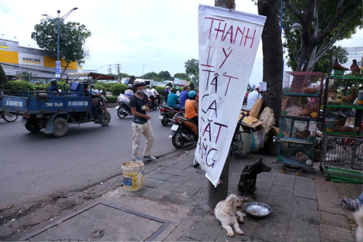 Hàng chục gian hàng gần sân bay Tân Sơn Nhất ồ ạt thanh lý chó, gà, cây cảnh, giao thông Sài Gòn hỗn loạn Ảnh 3