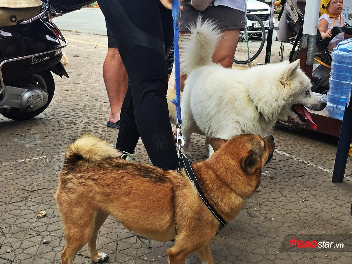 Người nước ngoài ở Sài Gòn kêu cứu về tình trạng chó bị đầu độc hàng loạt Ảnh 4