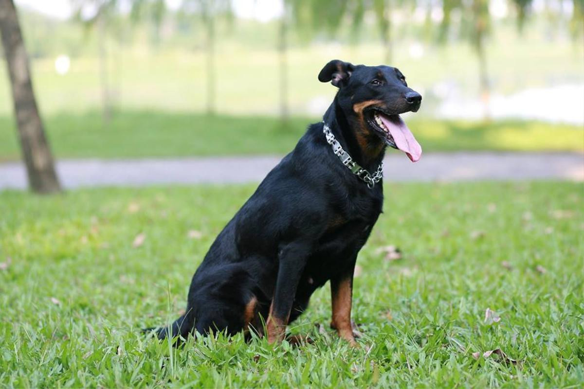 Hà Nội: Xót xa hình ảnh cả đàn chó Beauceron bị đánh bả chỉ vì sủa nhiều? Ảnh 3