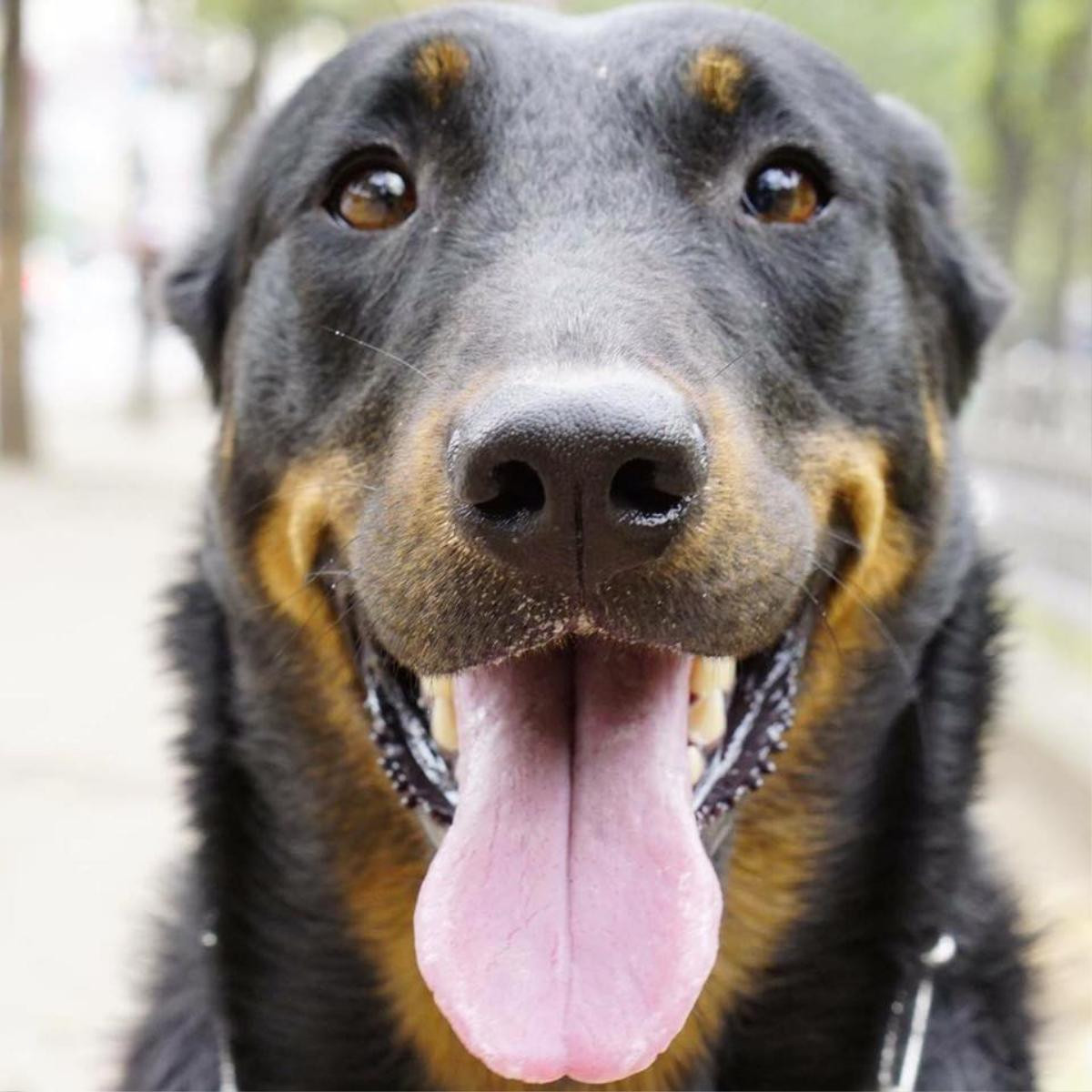 Hà Nội: Xót xa hình ảnh cả đàn chó Beauceron bị đánh bả chỉ vì sủa nhiều? Ảnh 4