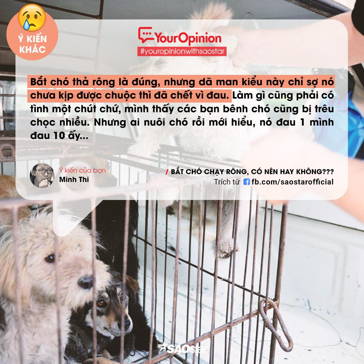 #YourOpinion: Bùng nổ tranh cãi về việc bắt chó thả rông và tiêu huỷ sau 72h chủ không đến nhận Ảnh 6