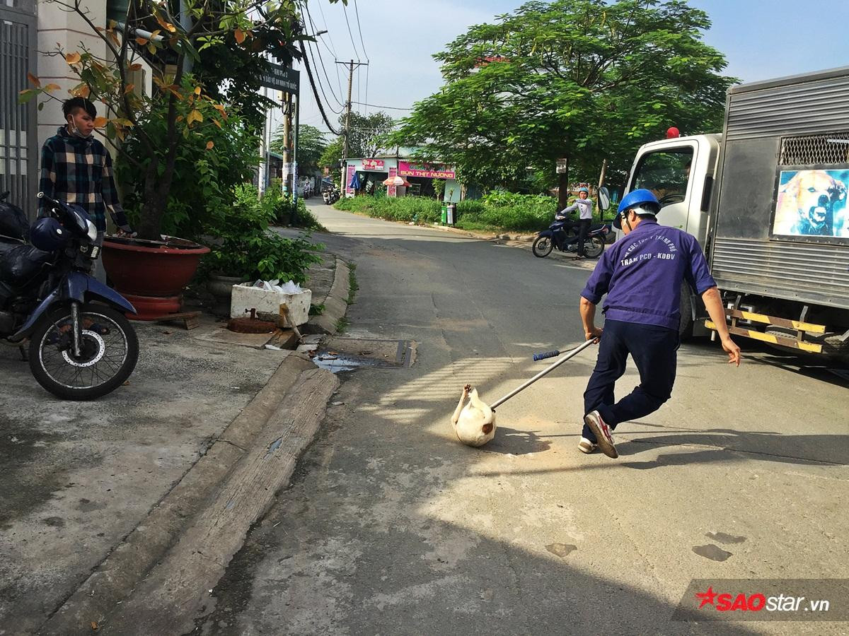 Vây bắt chó thả rông khu vực Thủ Đức: 4 chú chó lên xe về trại, chủ hốt hoảng chạy theo xin về Ảnh 5