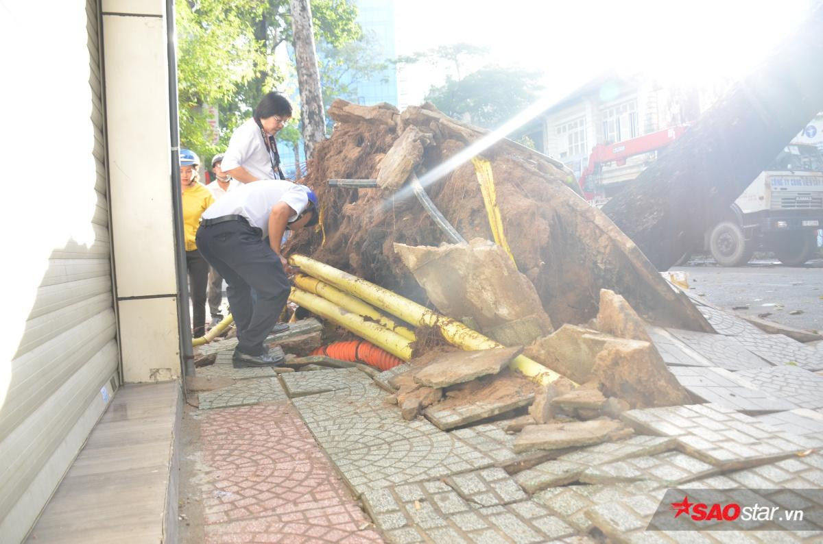 Cây cổ thụ bật gốc đổ sập vào nhà dân Ảnh 2