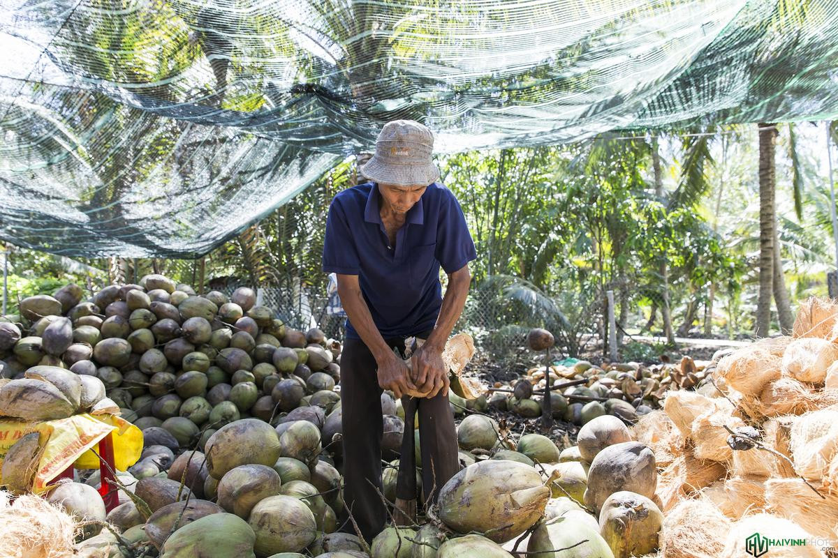 Về Hàm Luông khám phá miệt vườn Bến Tre Ảnh 12