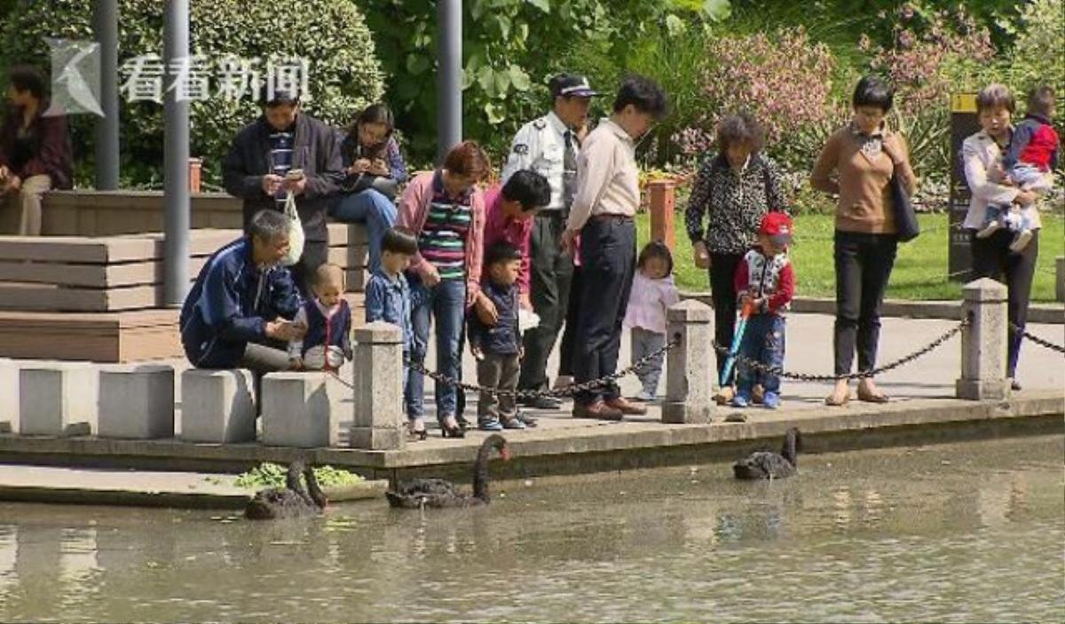 Ngồi tù vì trộm thiên nga trong công viên để chế biến bữa ăn Ảnh 3