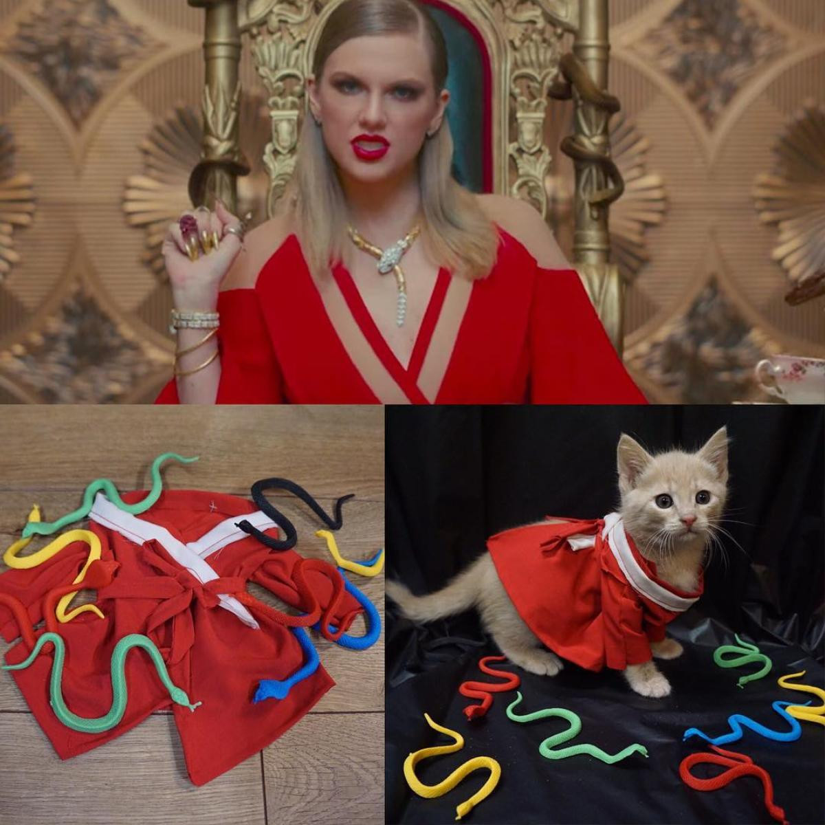 Cưng không đỡ nổi trước 'người mẫu mèo' cosplay Taylor Swift trong loạt trang phục siêu yêu Ảnh 2