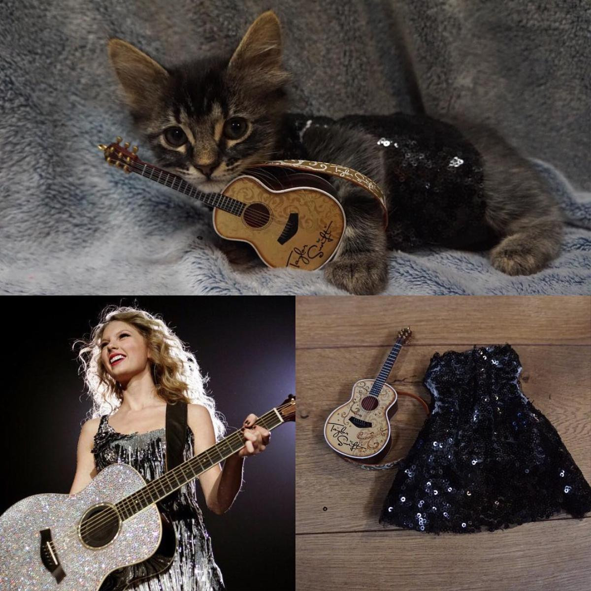 Cưng không đỡ nổi trước 'người mẫu mèo' cosplay Taylor Swift trong loạt trang phục siêu yêu Ảnh 3