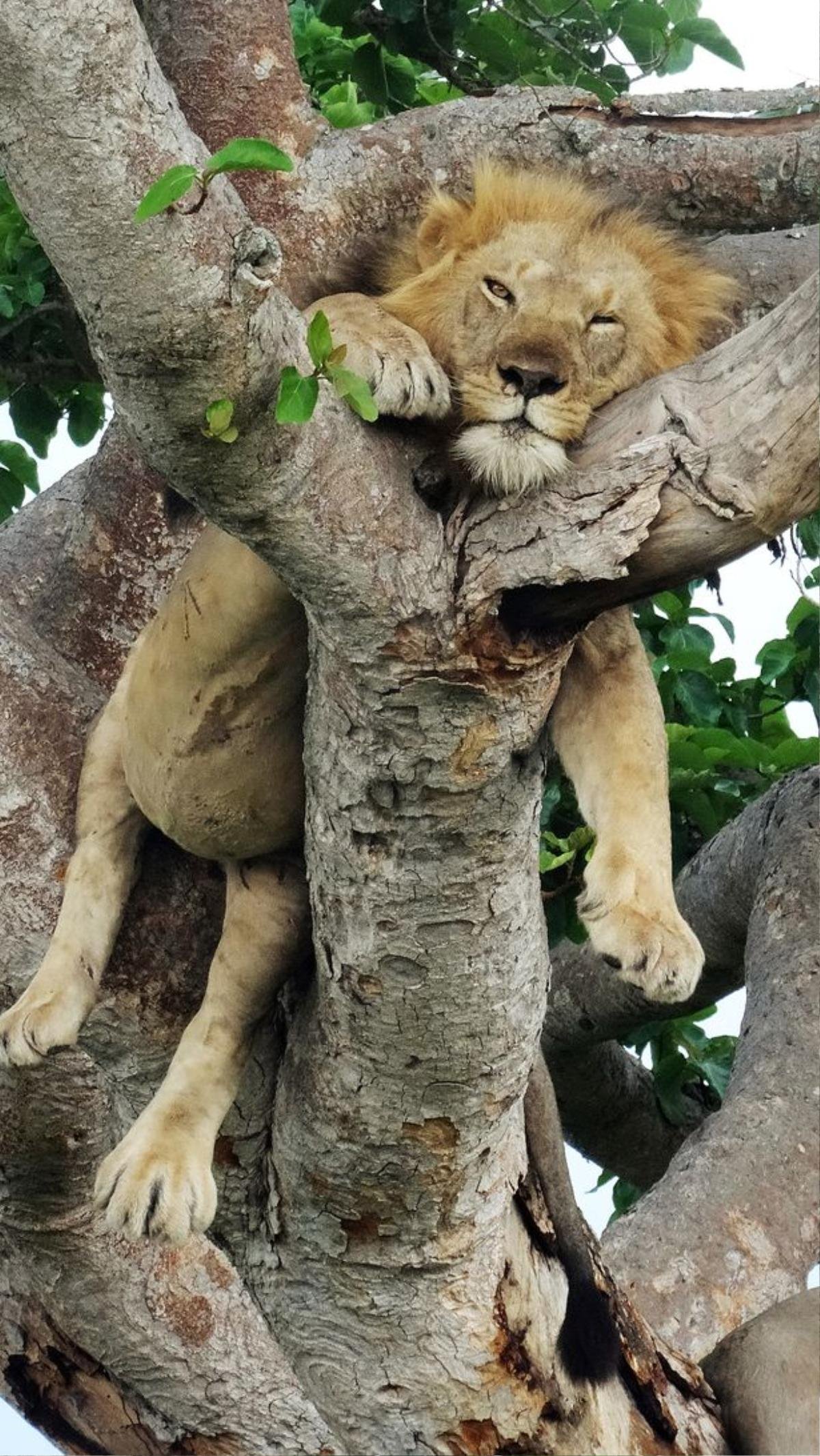 Chú sư tử leo lên cây nằm vắt vẻo cả ngày vì sợ côn trùng đốt Ảnh 3