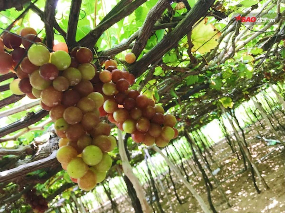 Hoà mình vào thiên nhiên trên cung đường biển Phan Rang - Cam Ranh tuyệt đẹp Ảnh 3