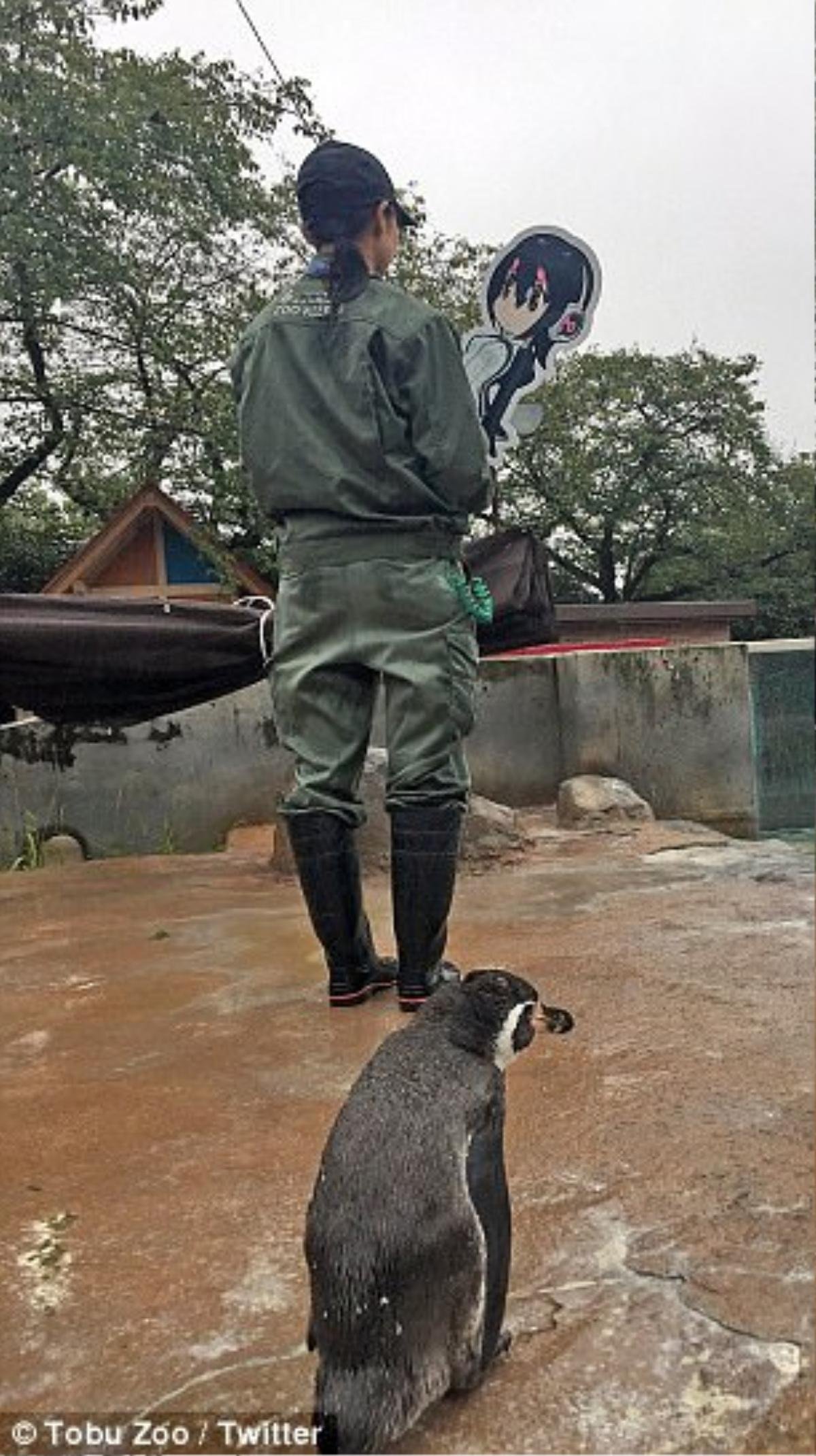 'Chú chim cánh cụt già phải lòng tấm bìa in hình hoạt hình' đã qua đời Ảnh 4