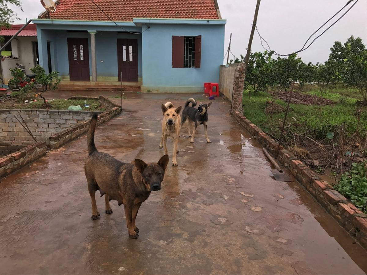 Vợ người đánh chết nghi can trộm chó bật khóc: 'Chồng tôi chỉ phòng thân, ai ngờ tai bay vạ gió' Ảnh 7