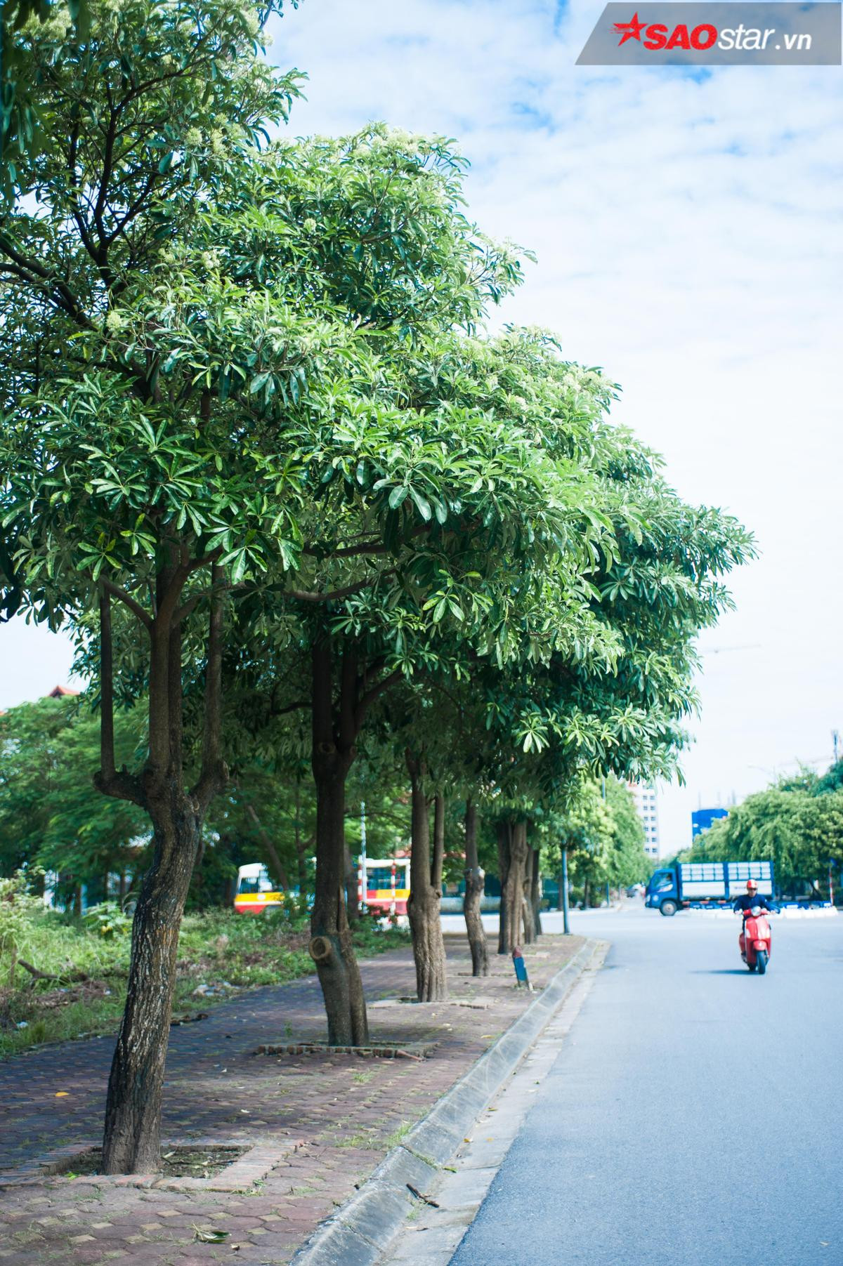 Có một nỗi ám ảnh mang tên 'mùa hoa sữa về thơm từng cơn gió' Ảnh 2