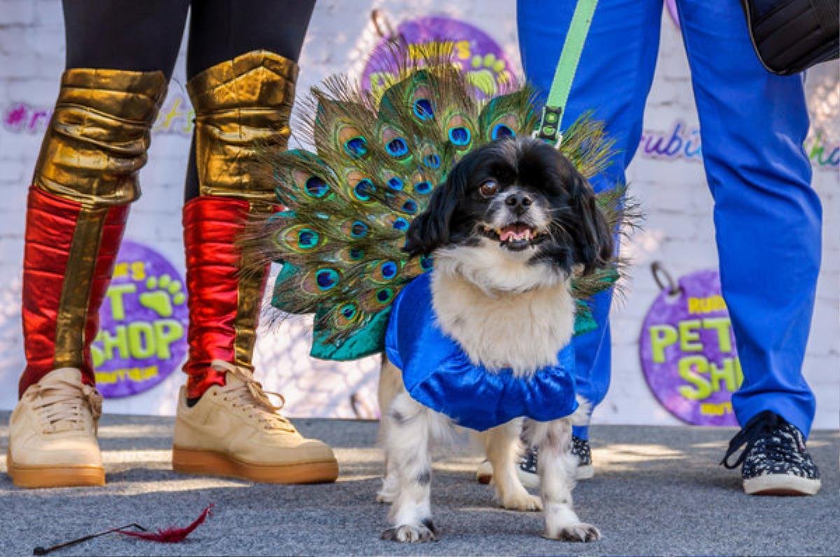 Lễ diễu hành hoành tráng cho cún cưng dịp Halloween ở thành phố New York, Mỹ Ảnh 20