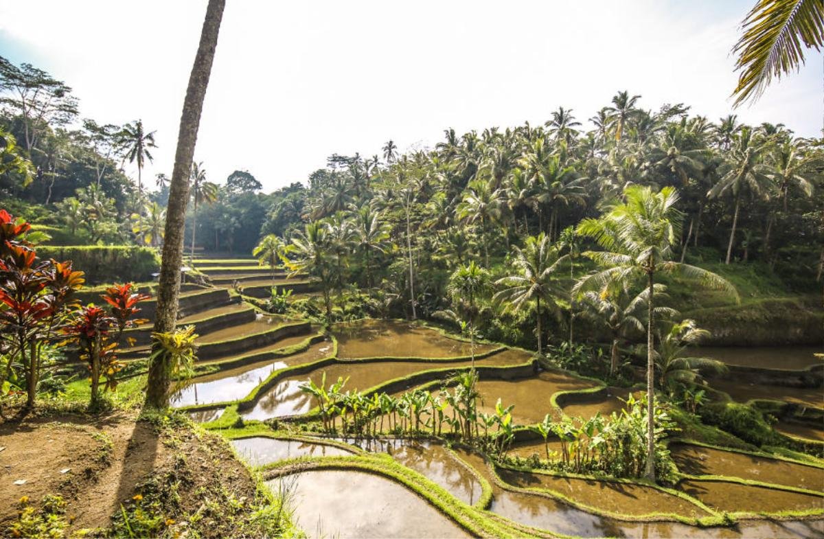 Ngỡ ngàng trước vẻ đẹp không ngờ của những cánh đồng ruộng bậc thang ở Bali Ảnh 6