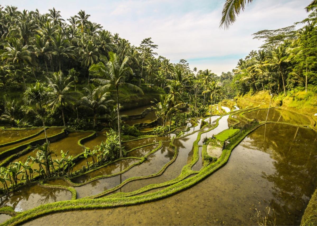 Ngỡ ngàng trước vẻ đẹp không ngờ của những cánh đồng ruộng bậc thang ở Bali Ảnh 1