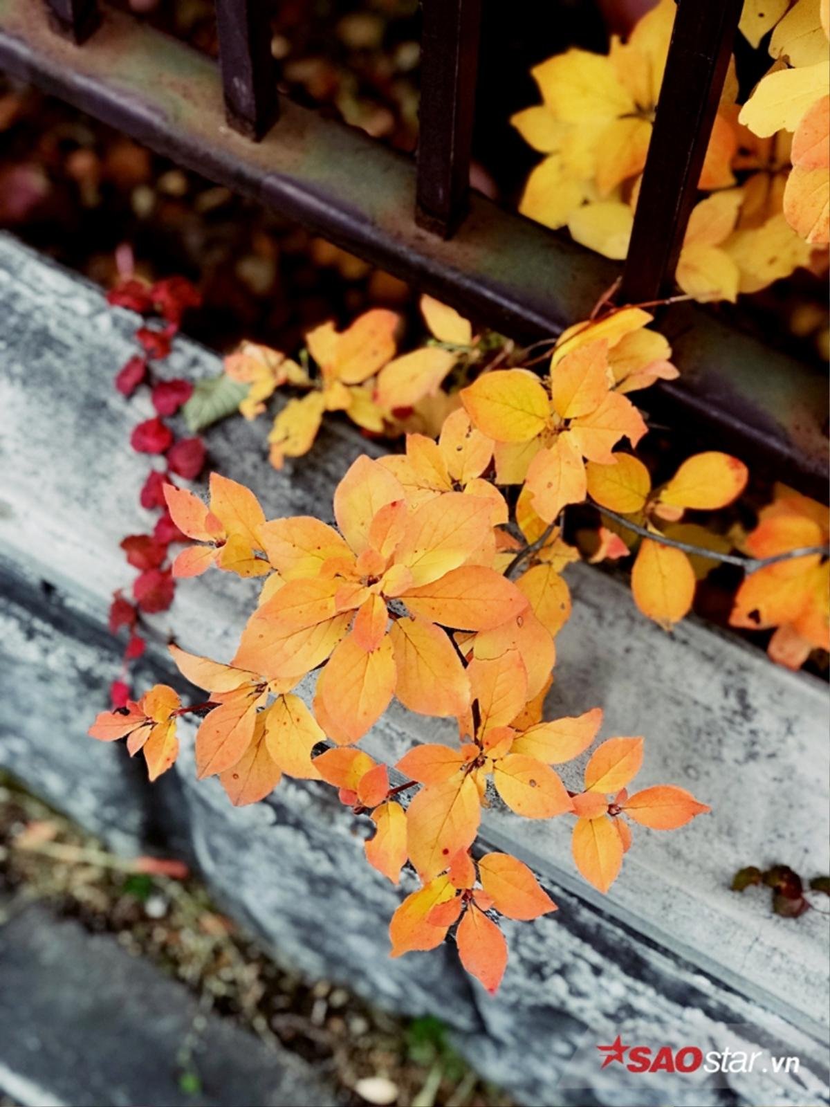 Những địa điểm ngắm lá đỏ đẹp nhất ở Hokkaido, Nhật Bản Ảnh 1