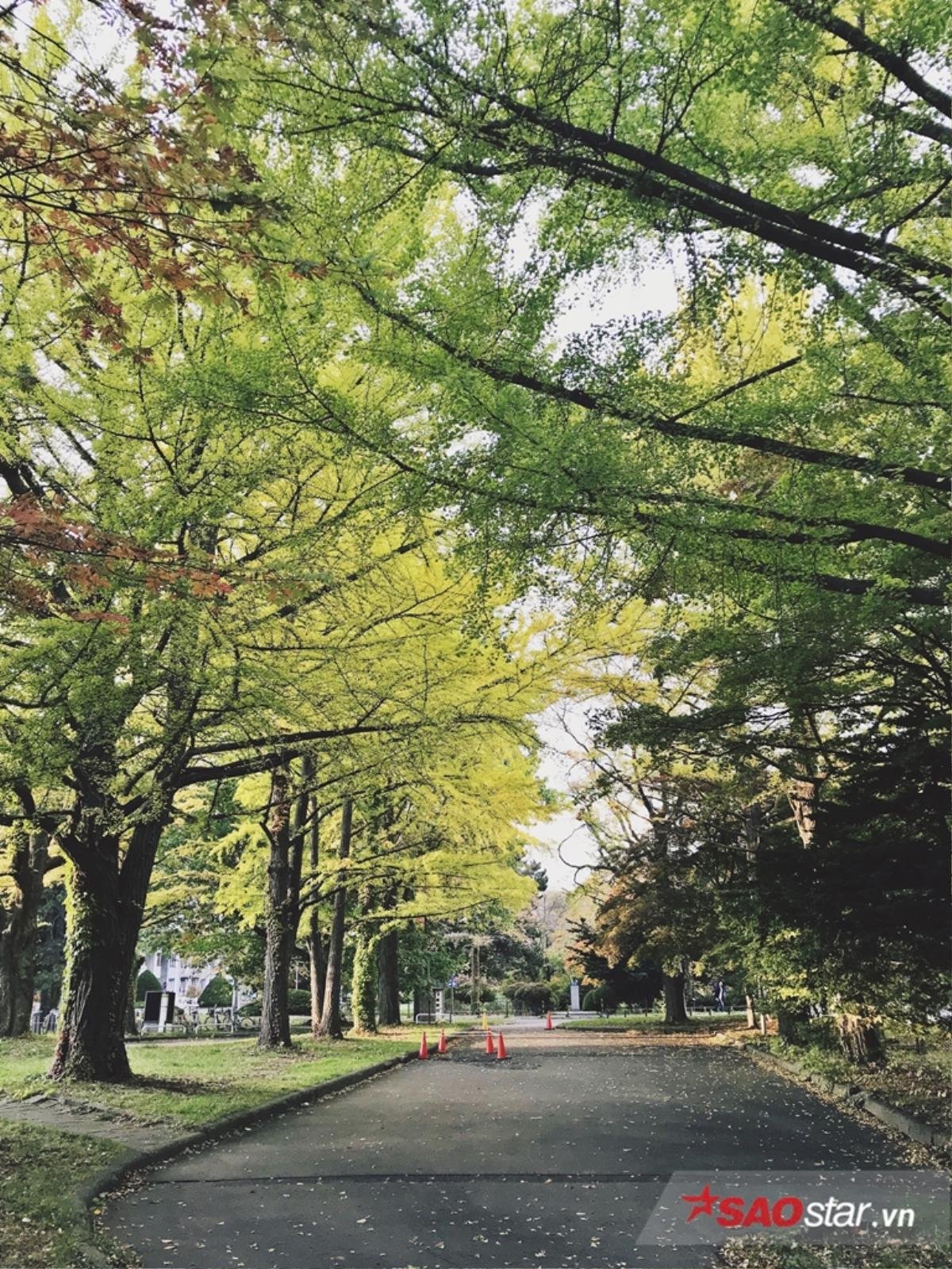 Những địa điểm ngắm lá đỏ đẹp nhất ở Hokkaido, Nhật Bản Ảnh 15