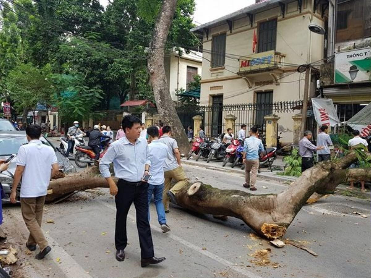 Hà Nội: Cây xanh gãy đổ đè hỏng ô tô và hàng loạt biển hiệu của người dân Ảnh 1