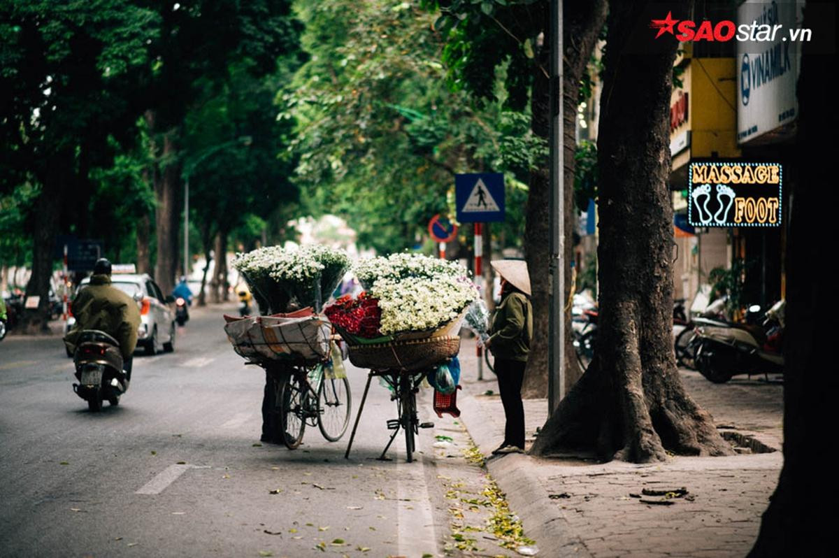 Cúc hoạ mi - những 'Thiên sứ' chở mùa đông về Hà Nội Ảnh 2