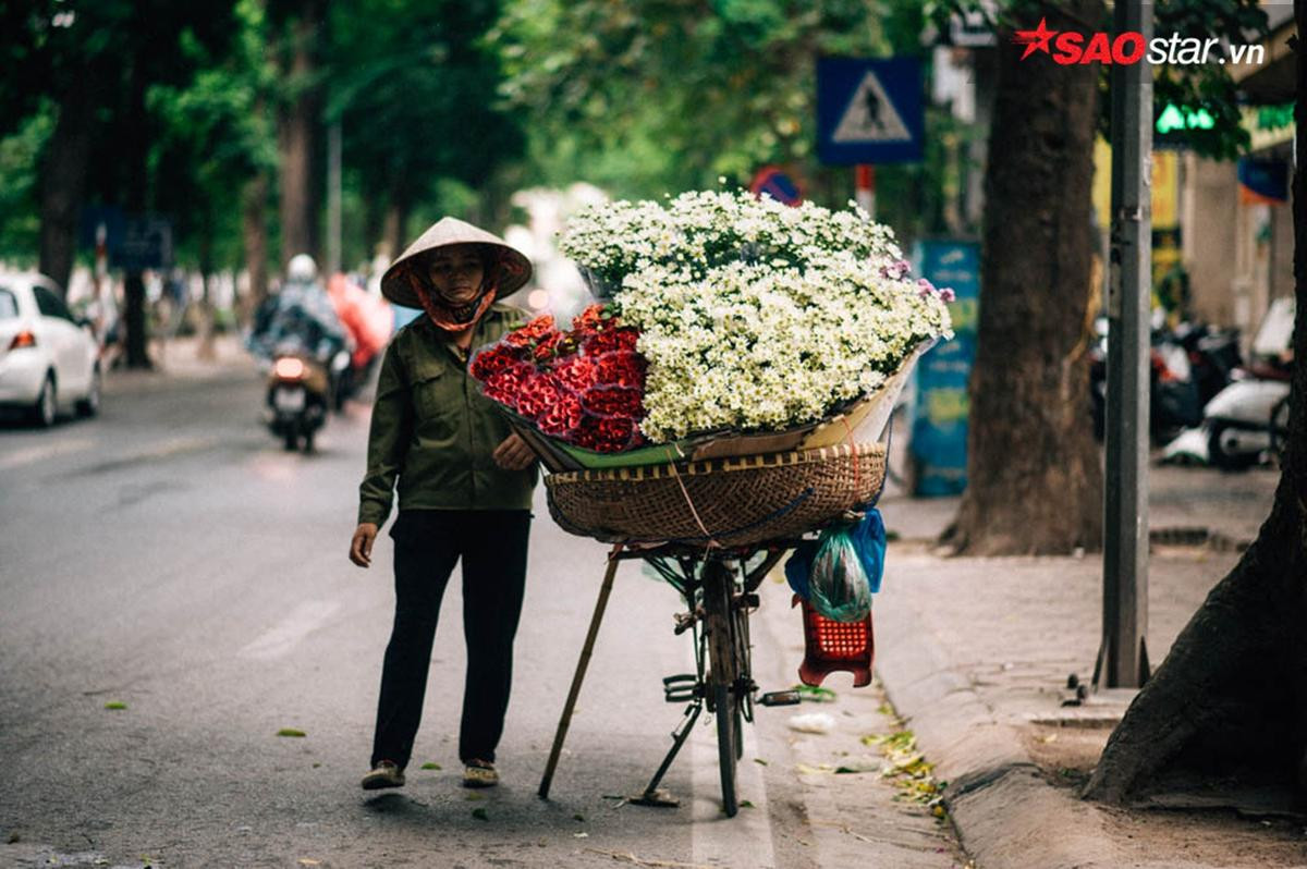 Cúc hoạ mi - những 'Thiên sứ' chở mùa đông về Hà Nội Ảnh 5