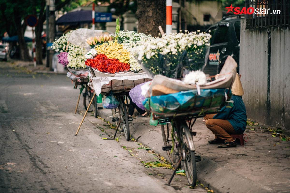 Cúc hoạ mi - những 'Thiên sứ' chở mùa đông về Hà Nội Ảnh 6