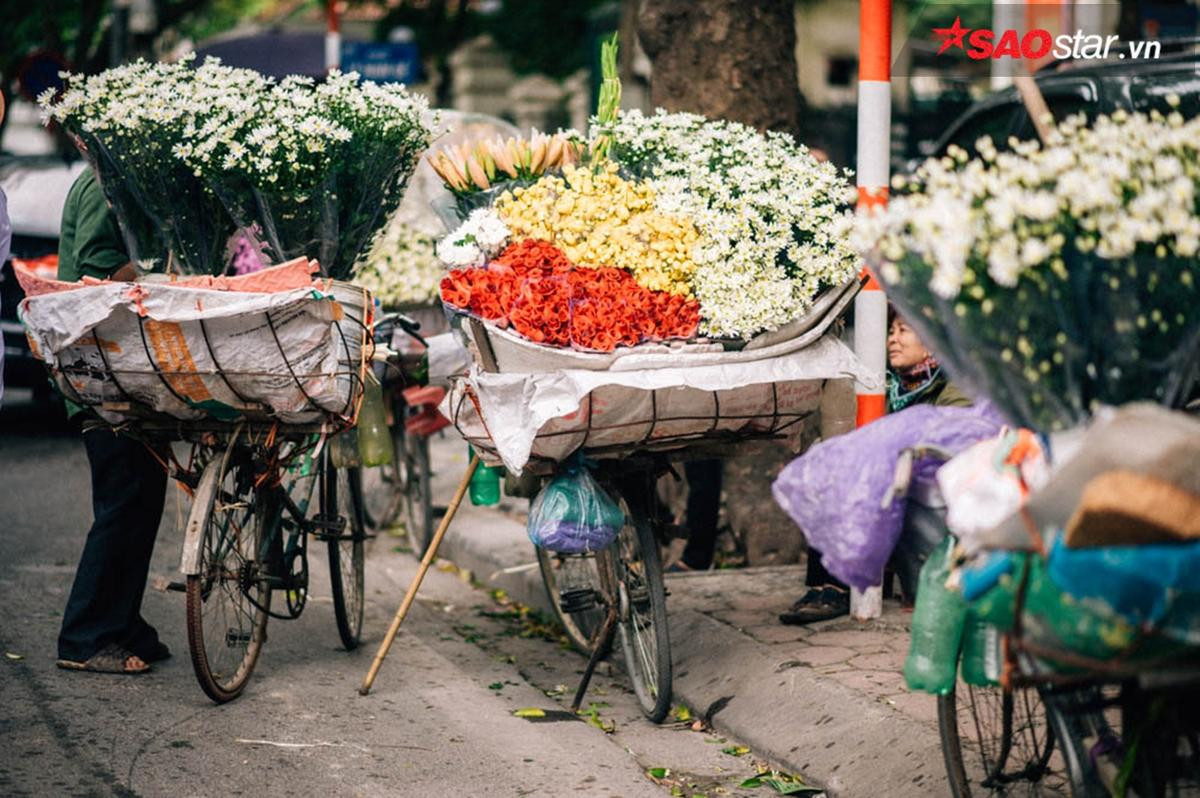 Cúc hoạ mi - những 'Thiên sứ' chở mùa đông về Hà Nội Ảnh 4