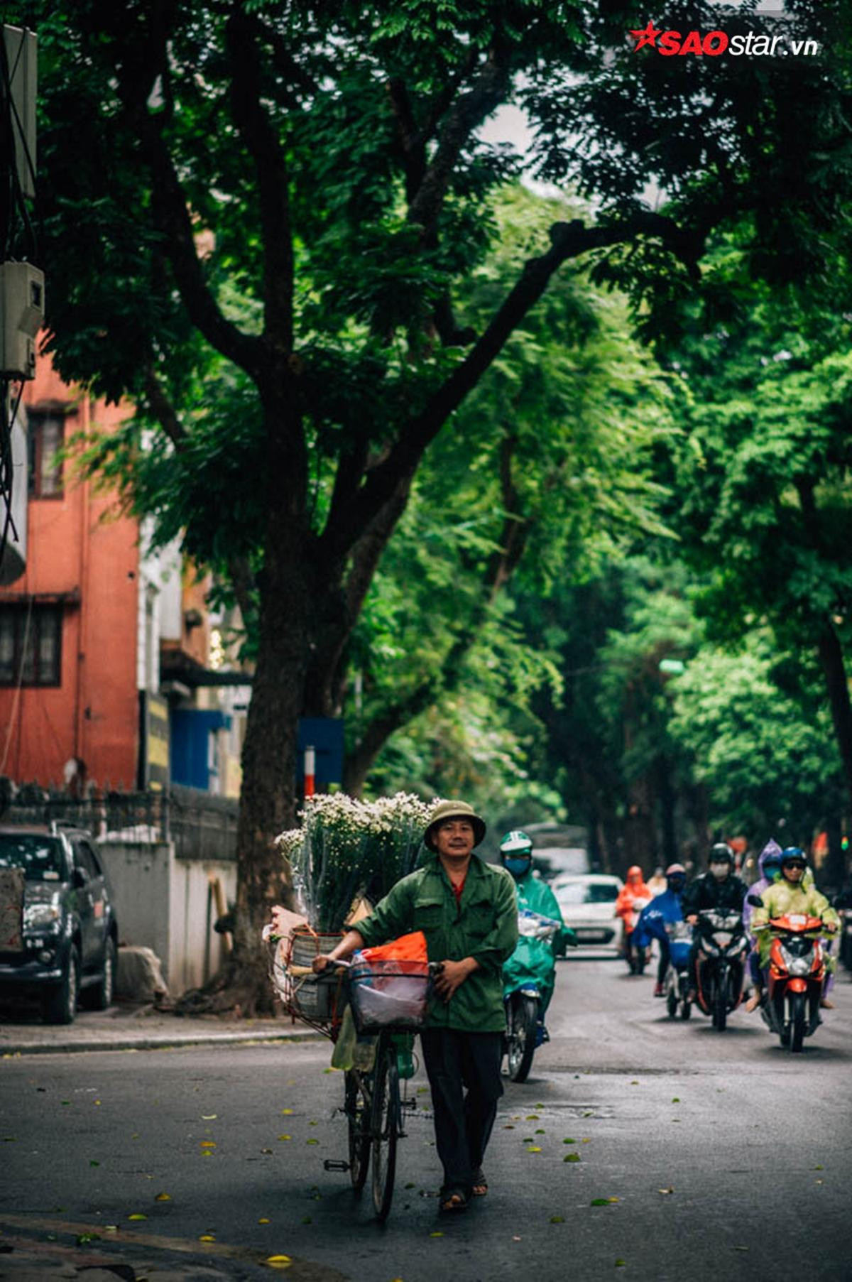 Cúc hoạ mi - những 'Thiên sứ' chở mùa đông về Hà Nội Ảnh 7