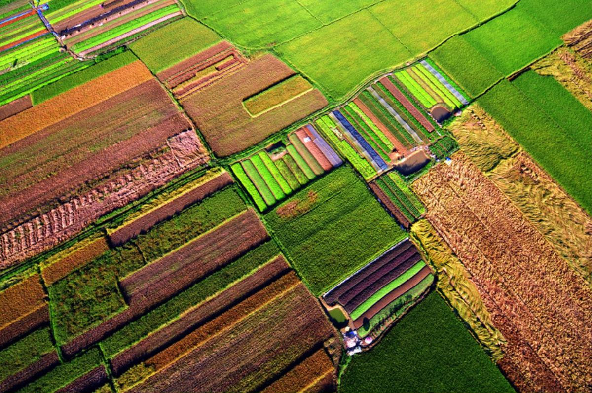 Những tuyệt tác từ bạn tay khéo léo của người nông dân mà bạn chưa từng ngờ tới Ảnh 6