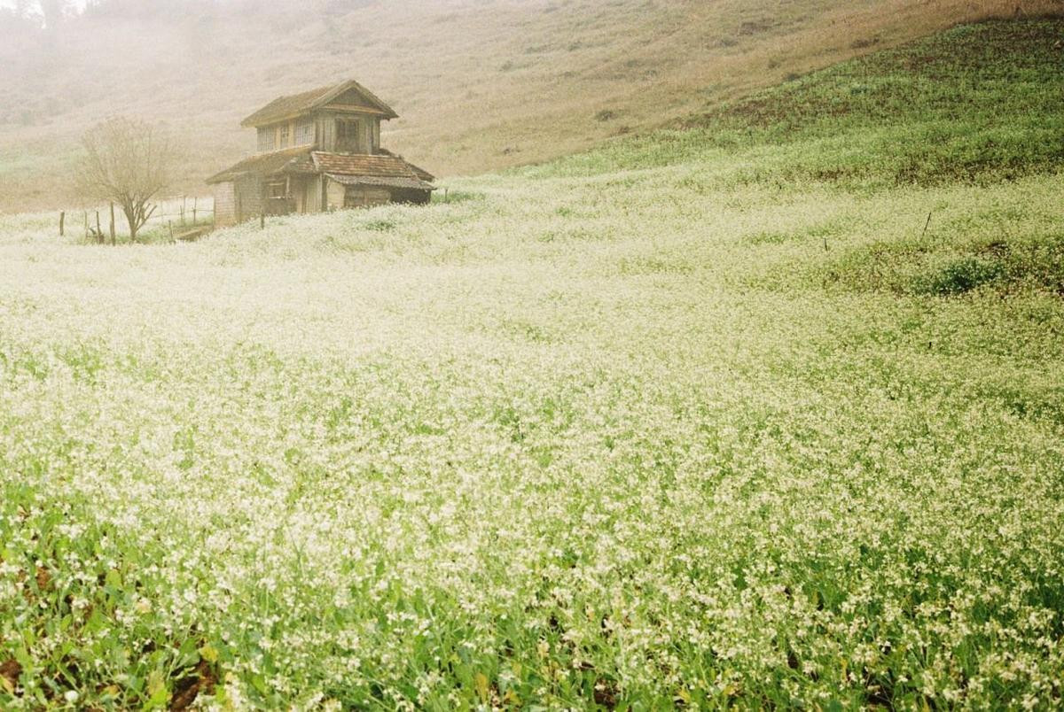 Cuối thu, trắng tinh hoa cải về trên Mộc Châu Ảnh 1