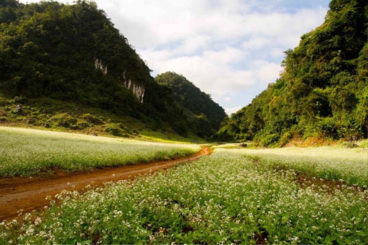 Cuối thu, trắng tinh hoa cải về trên Mộc Châu Ảnh 4