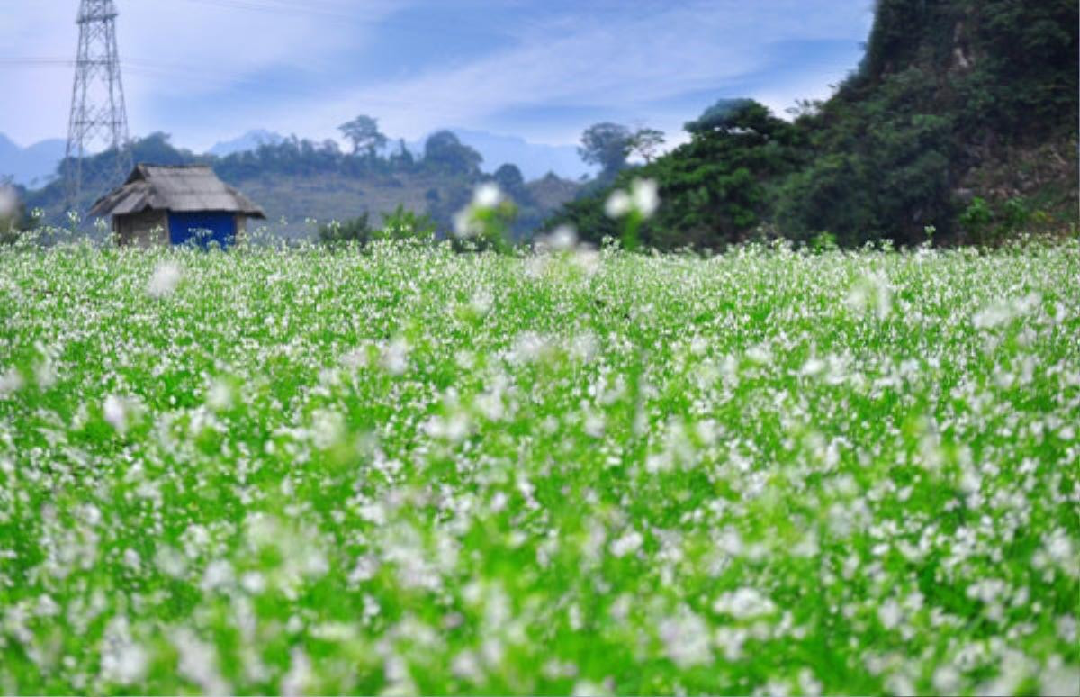 Cuối thu, trắng tinh hoa cải về trên Mộc Châu Ảnh 8