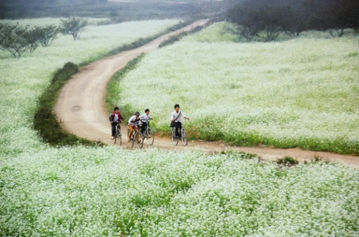 Cuối thu, trắng tinh hoa cải về trên Mộc Châu Ảnh 5