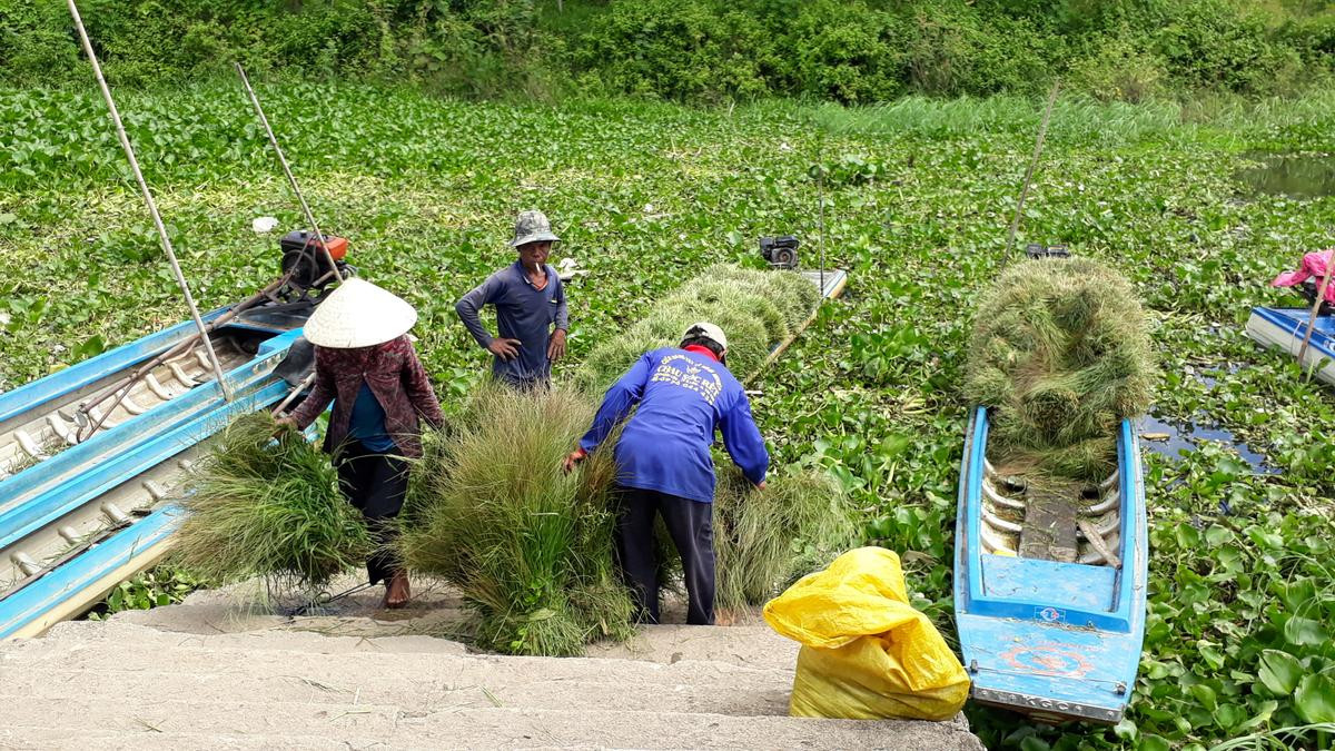 Độc đáo ngôi chợ chỉ mua bán cỏ dại, đồng giá ở miền Tây Ảnh 1